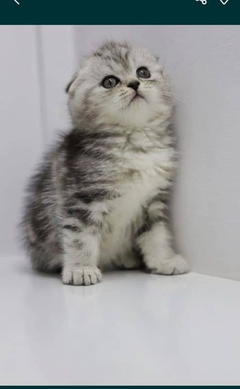 scottish fold 2
