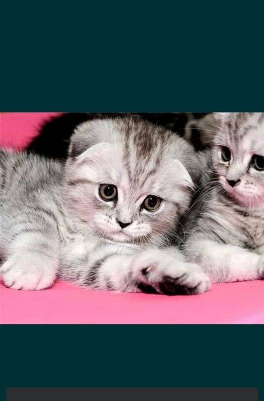 scottish fold 3
