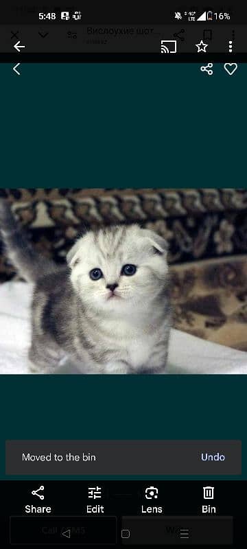 scottish fold 4