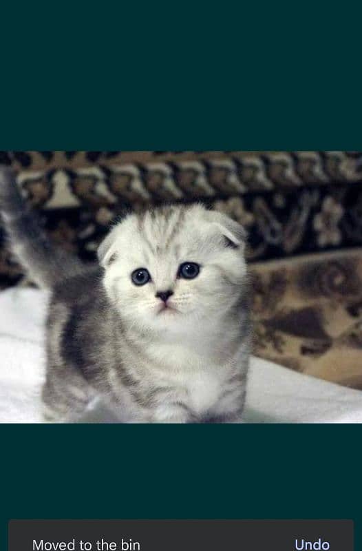scottish fold 5