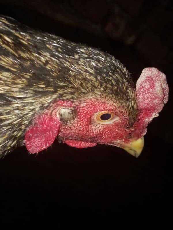 aseel for sale 2