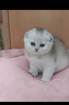 Scottish fold
