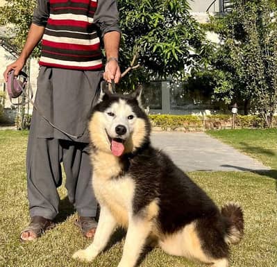 Siberian husky