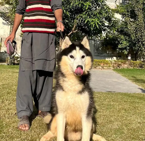 Siberian husky — photo 2