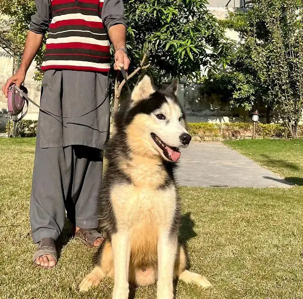 Siberian husky — photo 3