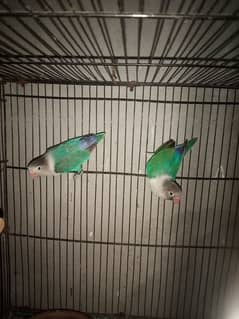 Damaka offer Blue fisher love birds 12 pics only on7500