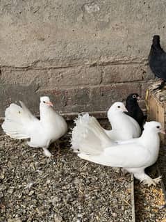 Lakkay pigeon Black Zaakh Breeder
