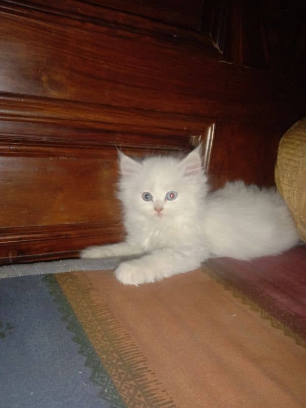 beautiful cat kittens are available male and female both are available 0