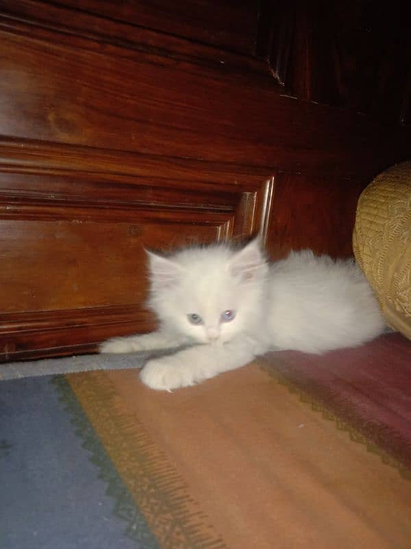 beautiful cat kittens are available male and female both are available 1