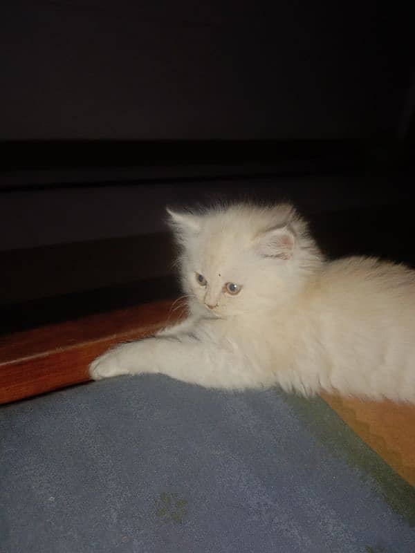 beautiful cat kittens are available male and female both are available 2