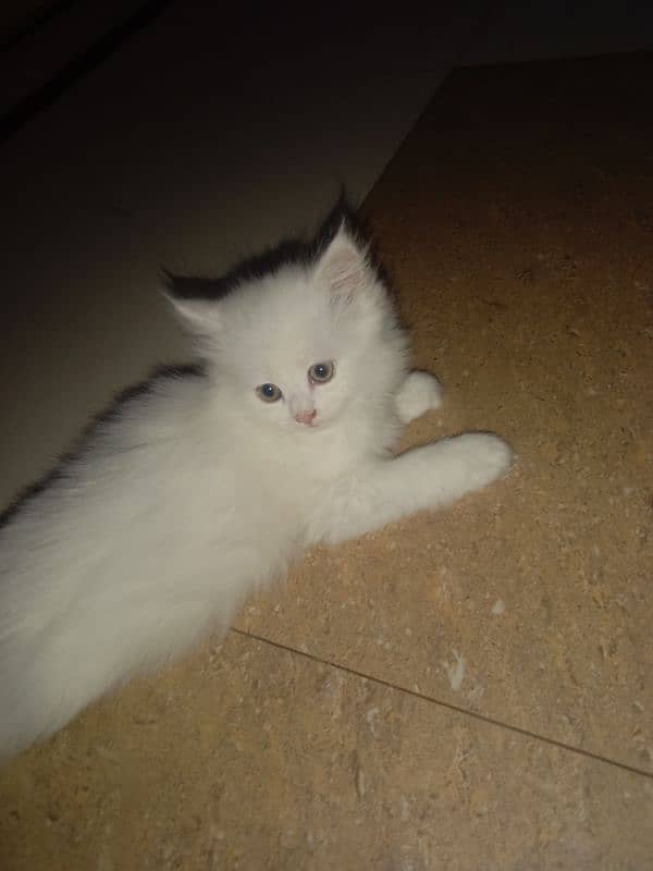 beautiful cat kittens are available male and female both are available 3