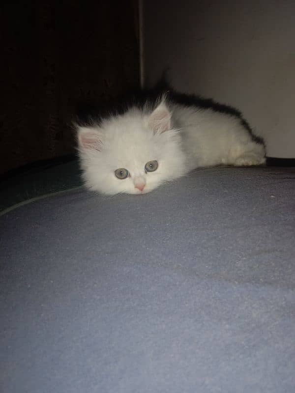 beautiful cat kittens are available male and female both are available 4