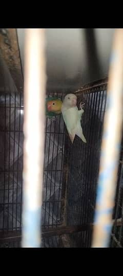 love birds breeder pair for sale