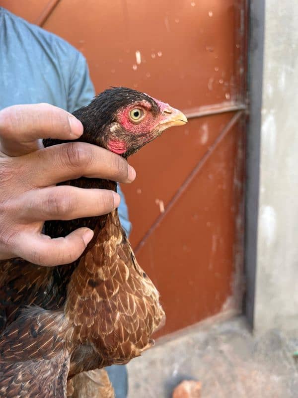 Aseel female 0