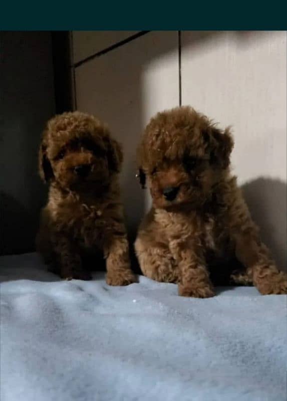 Toy Poodle 0