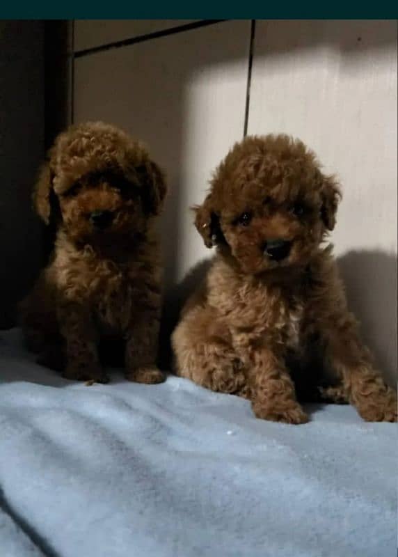 Toy Poodle 1