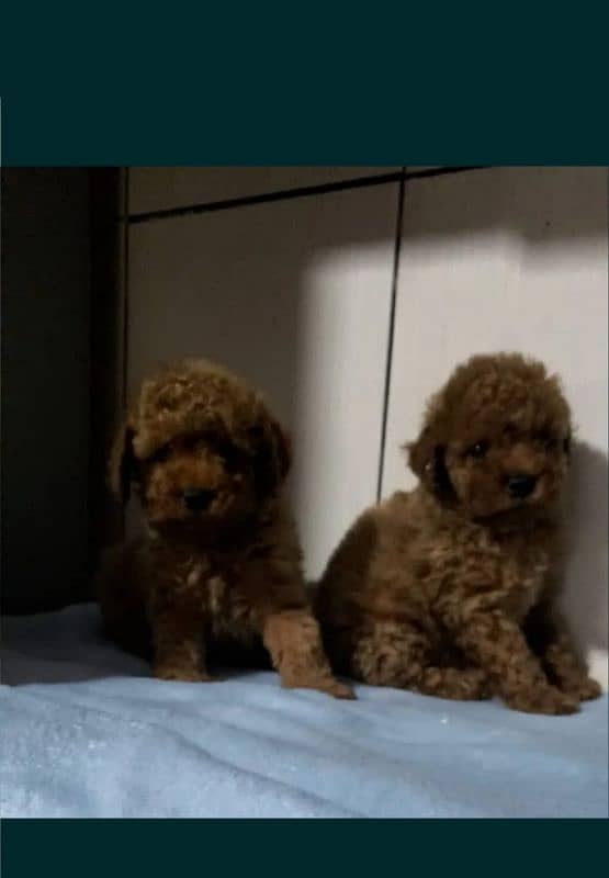 Toy Poodle 2