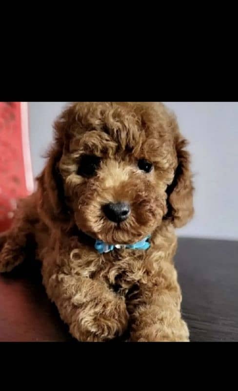 Toy Poodle 3