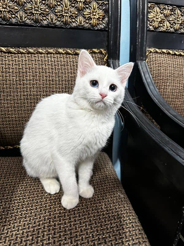Persian Cat | Cute| Persian kitten|kitten for sale| Cat for sale 0