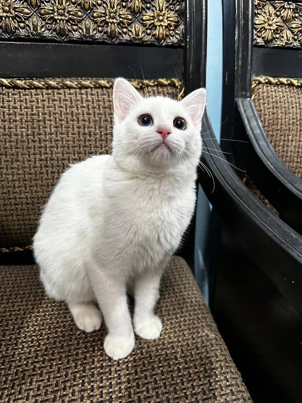 Persian Cat | Cute| Persian kitten|kitten for sale| Cat for sale 1