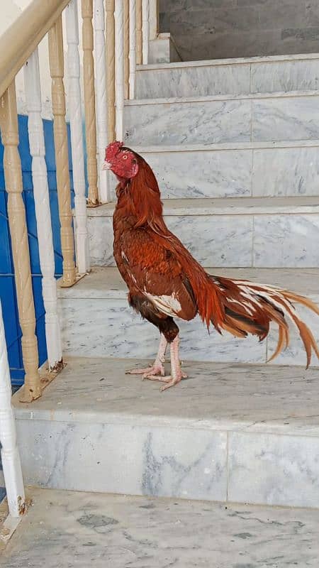 aseel mianwali peela zarila 0