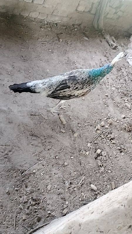 Black Shoulder Peacocks 3