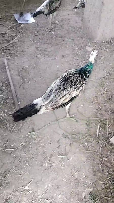 Black Shoulder Peacocks 6