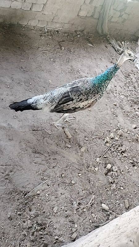 Black Shoulder Peacocks 7