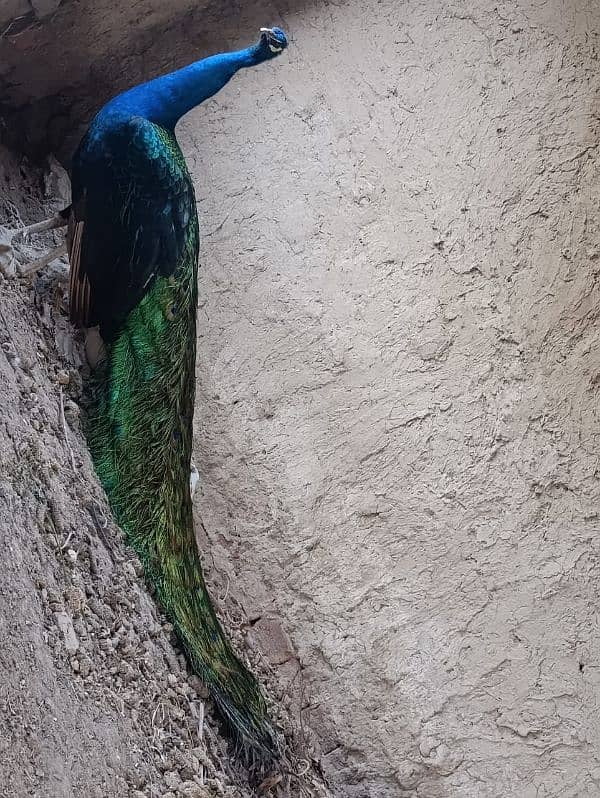 Black Shoulder Peacocks 12