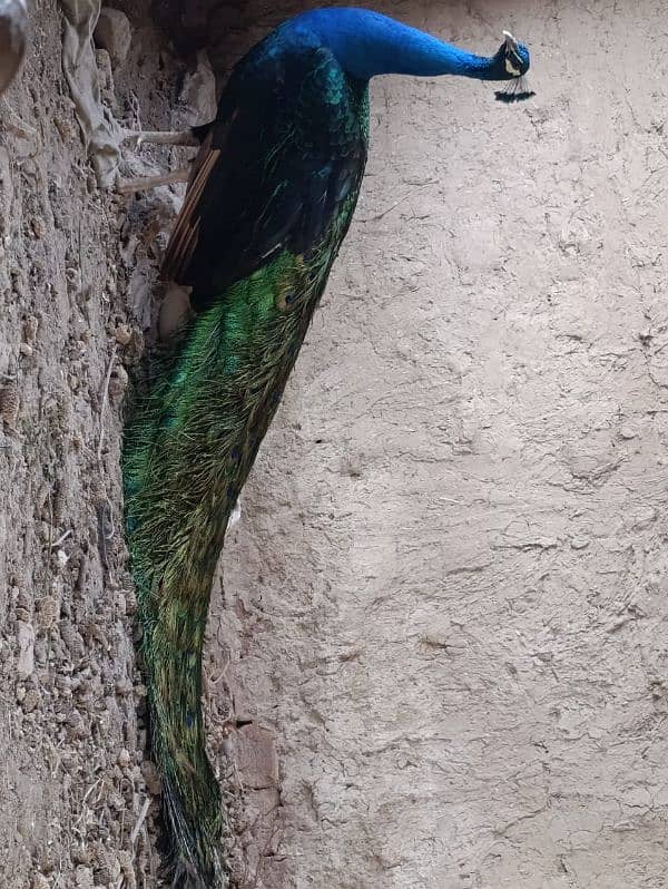 Black Shoulder Peacocks 13