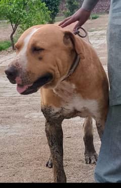 Pitbull or Labroder ka cross h