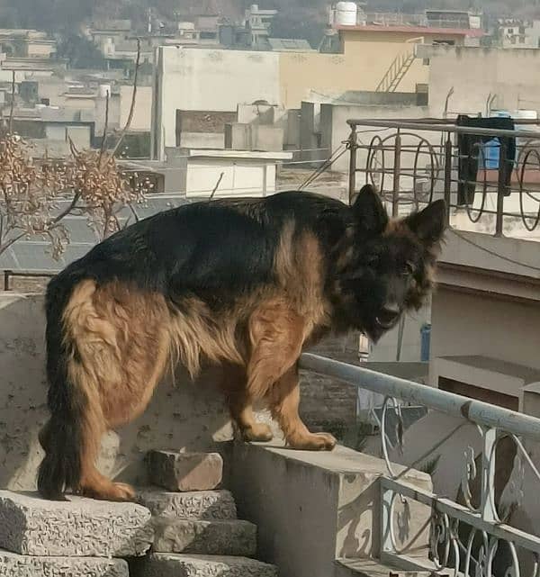 Poland Imported breeder German Shefard Female adult 0