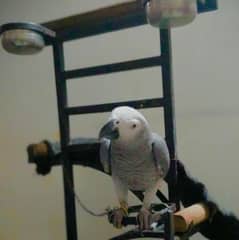 African grey fully freindly