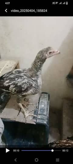 aseel