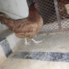 young golden misri female ande dyri hai