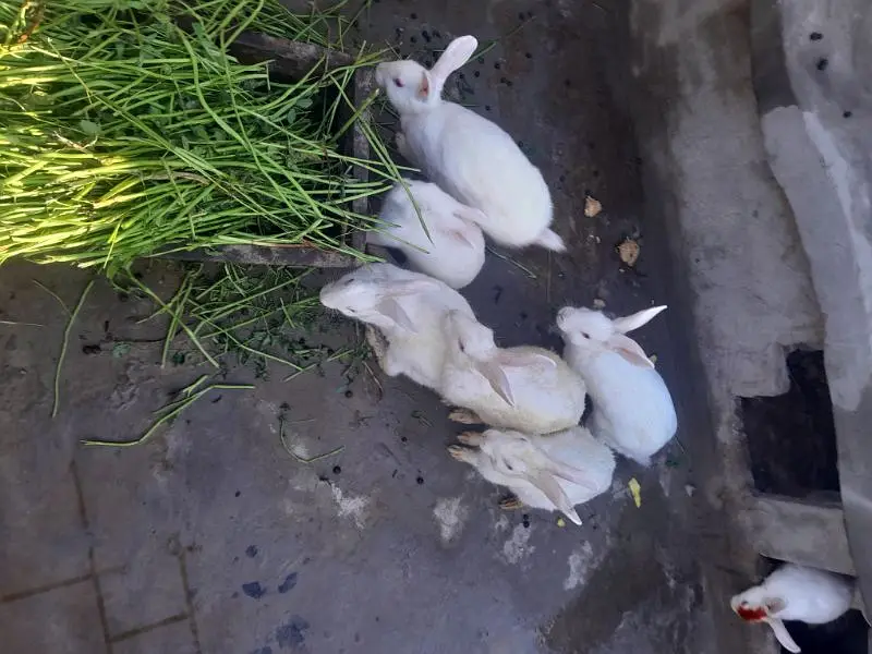Rabbit  for sale