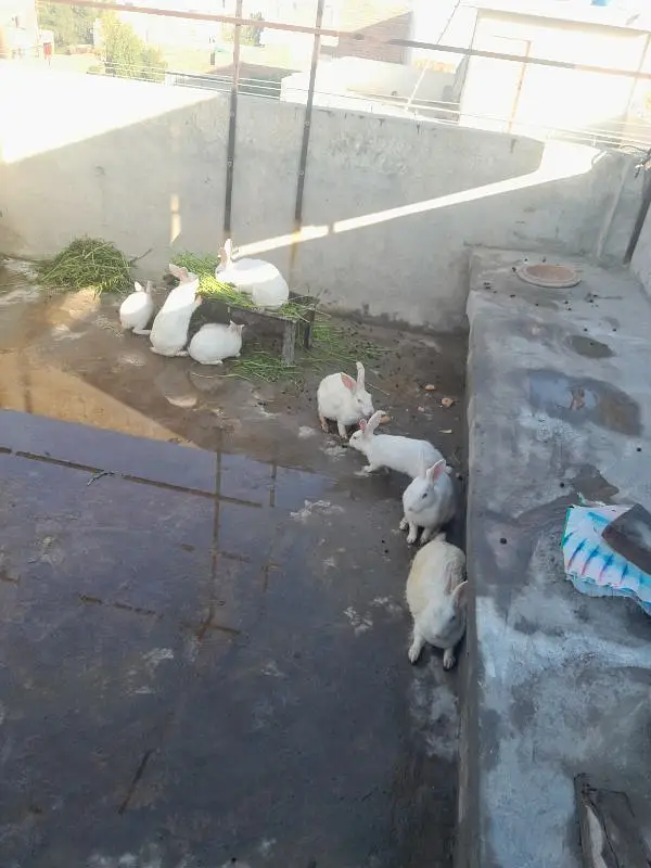 Rabbit  for sale — photo 2