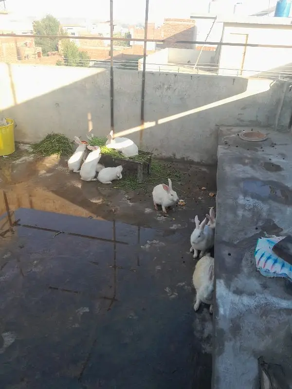 Rabbit  for sale — photo 3