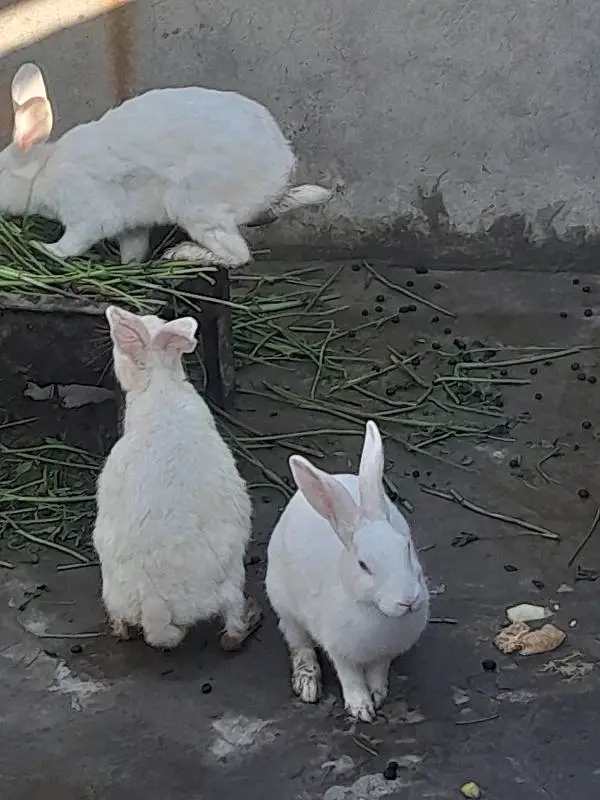 Rabbit  for sale — photo 4