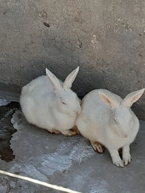 Rabbit  for sale — photo 5