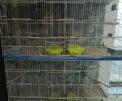 Birds
