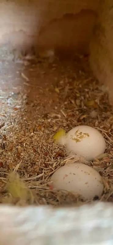 love bird breeder pair for sale 1