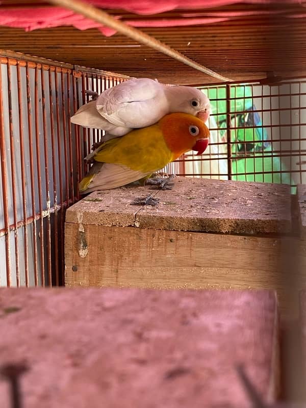 love bird breeder pair for sale 0