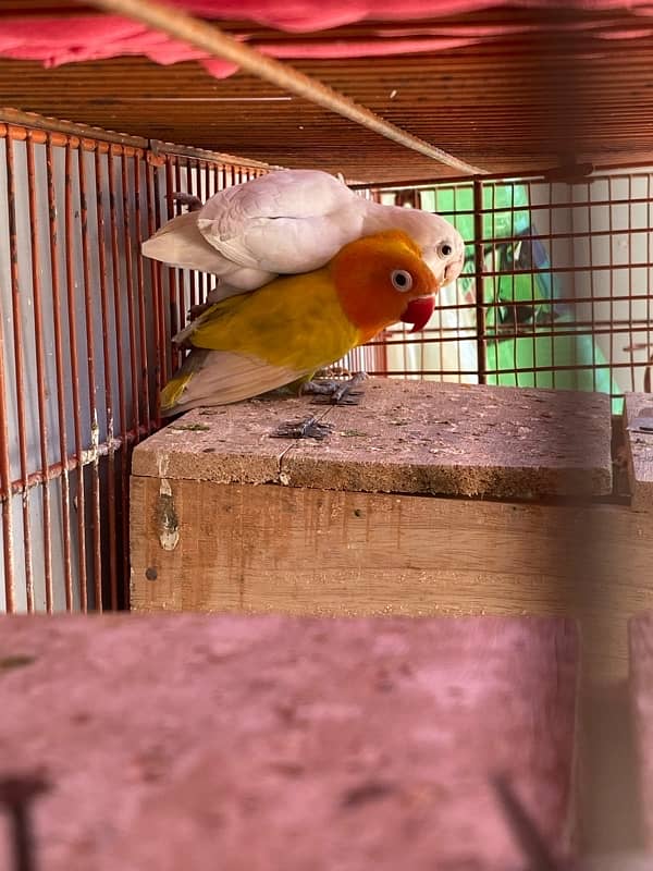 love bird breeder pair for sale 2