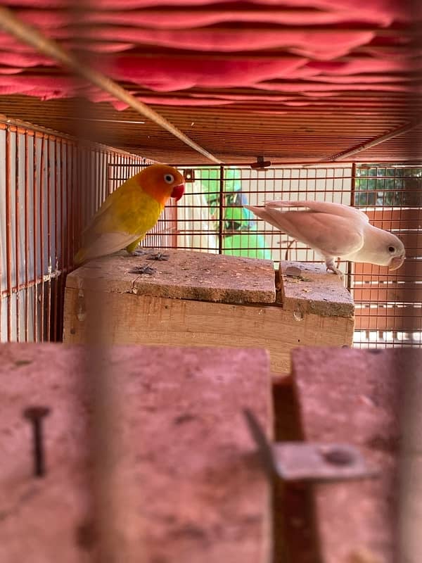 love bird breeder pair for sale 3