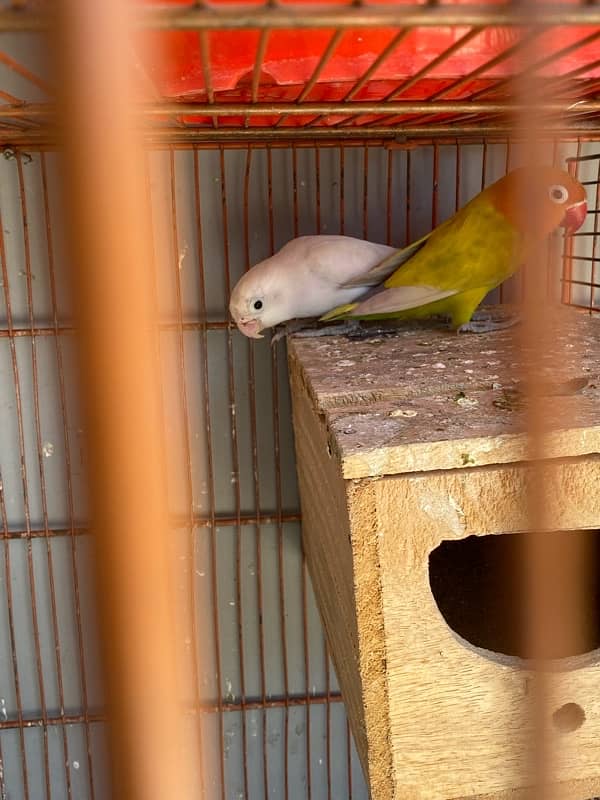 love bird breeder pair for sale 4