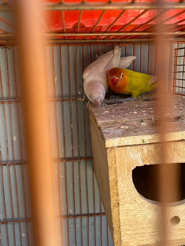 love bird breeder pair for sale 5