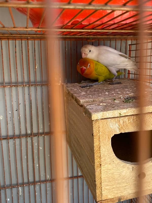 love bird breeder pair for sale 6