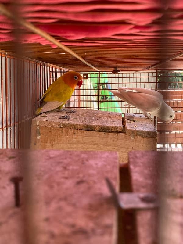 love bird breeder pair for sale 7