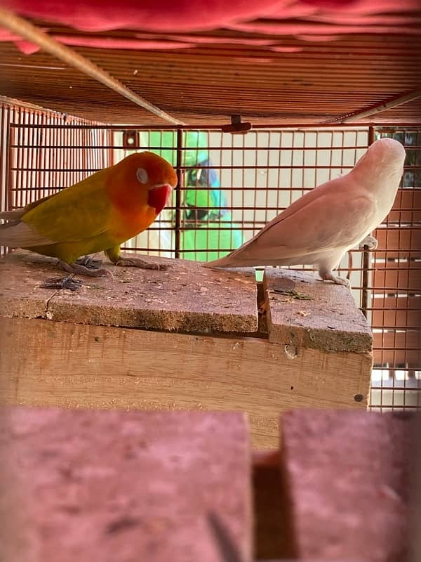 love bird breeder pair for sale 8